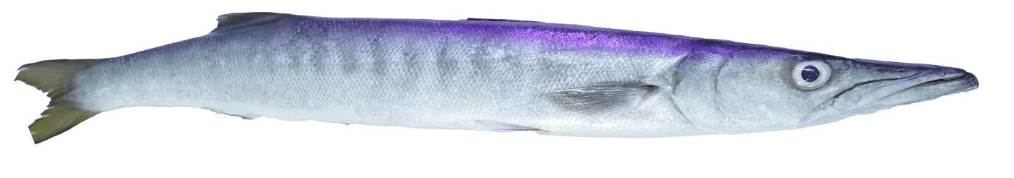 Barracuda_exported_ by_OCEAN_FRESH_PVT_LTD_Sri_Lanka