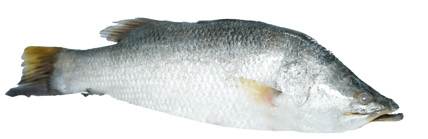 Barramundi_exported_ by_OCEAN_FRESH_PVT_LTD_Sri_lanka