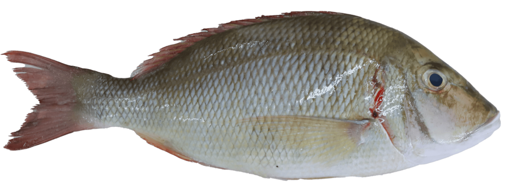 Emperor_exported_ by_OCEAN_FRESH_PVT_LTD_Sri_Lanka