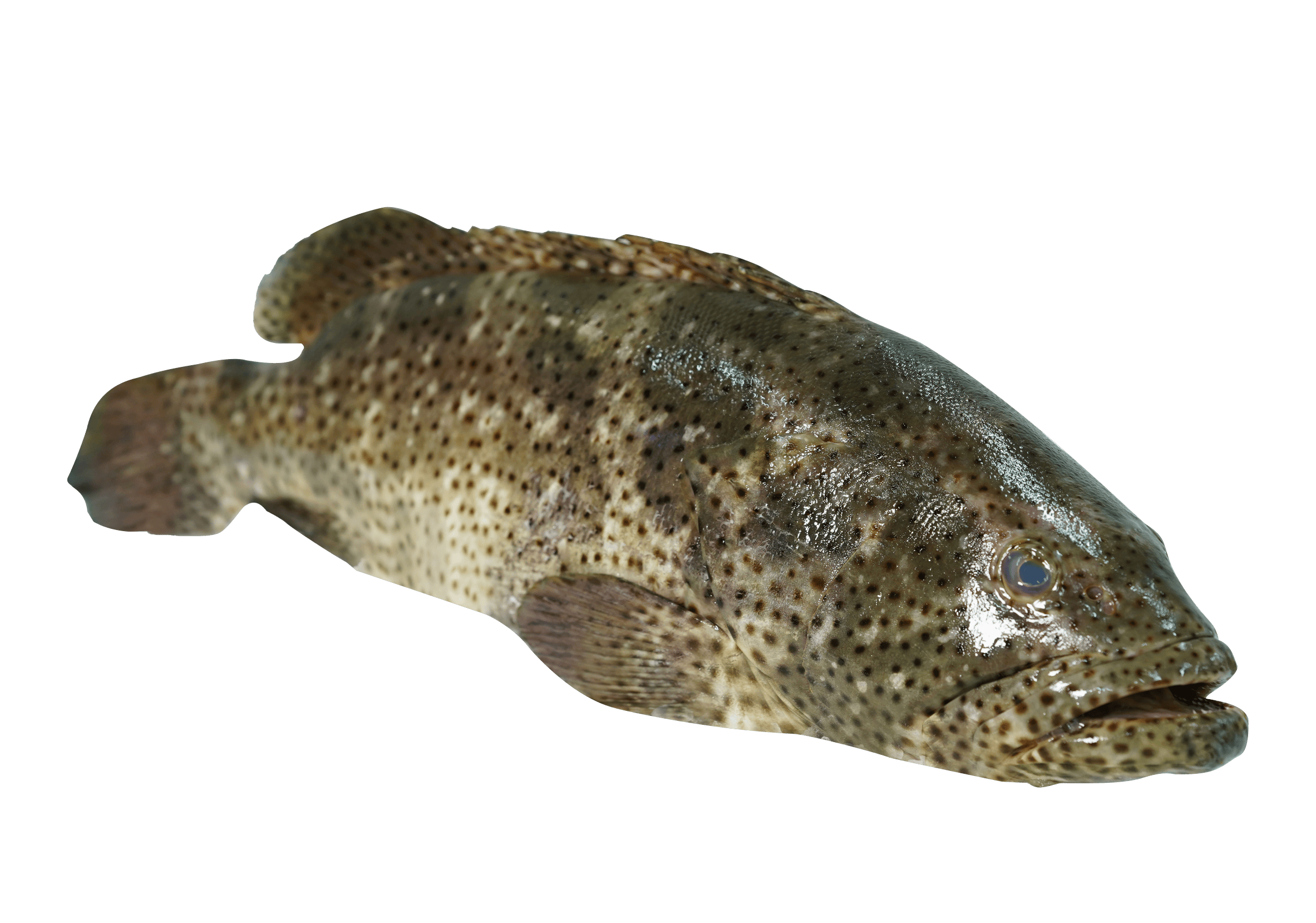 GROUPER