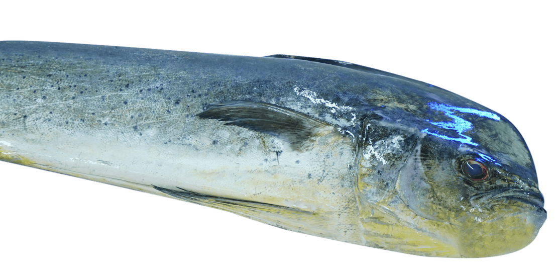 Mahi_Mahi_exported_ by_OCEAN_FRESH_PVT_LTD_Sri_lanka