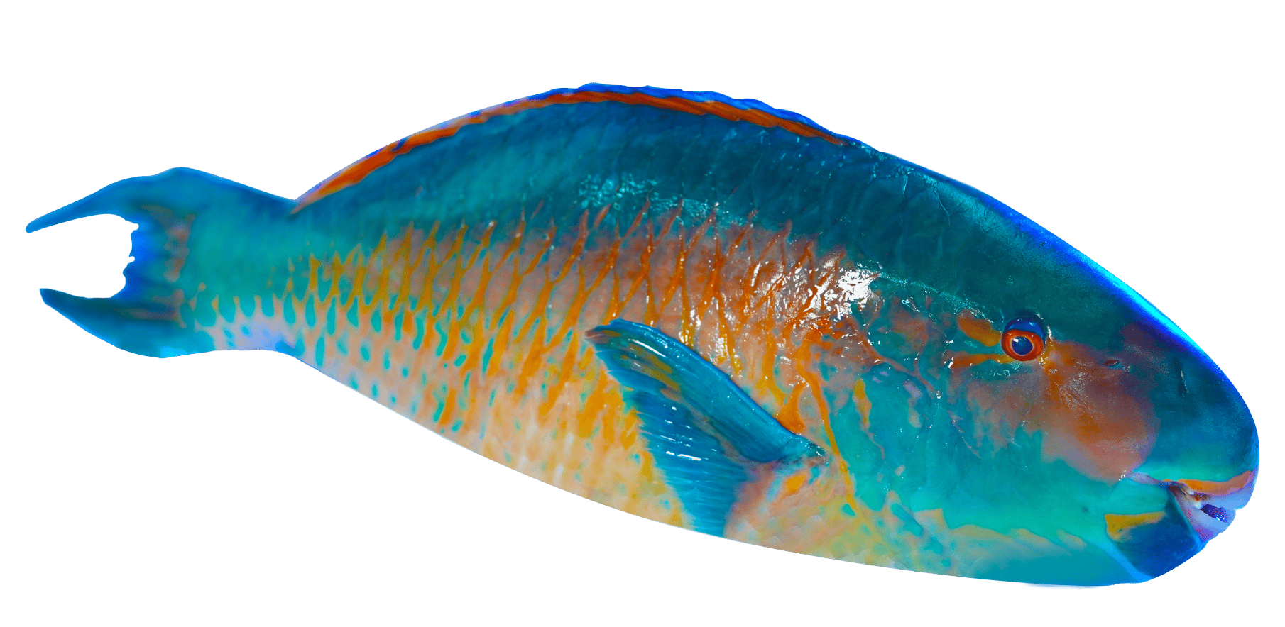 PARROT Fish-large Parrot Fish