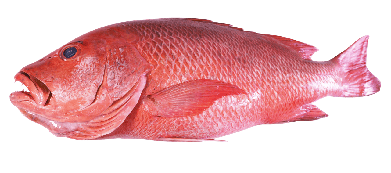 Red_Snapper_exported_ by_OCEAN_FRESH_PVT_LTD_Sri_lanka